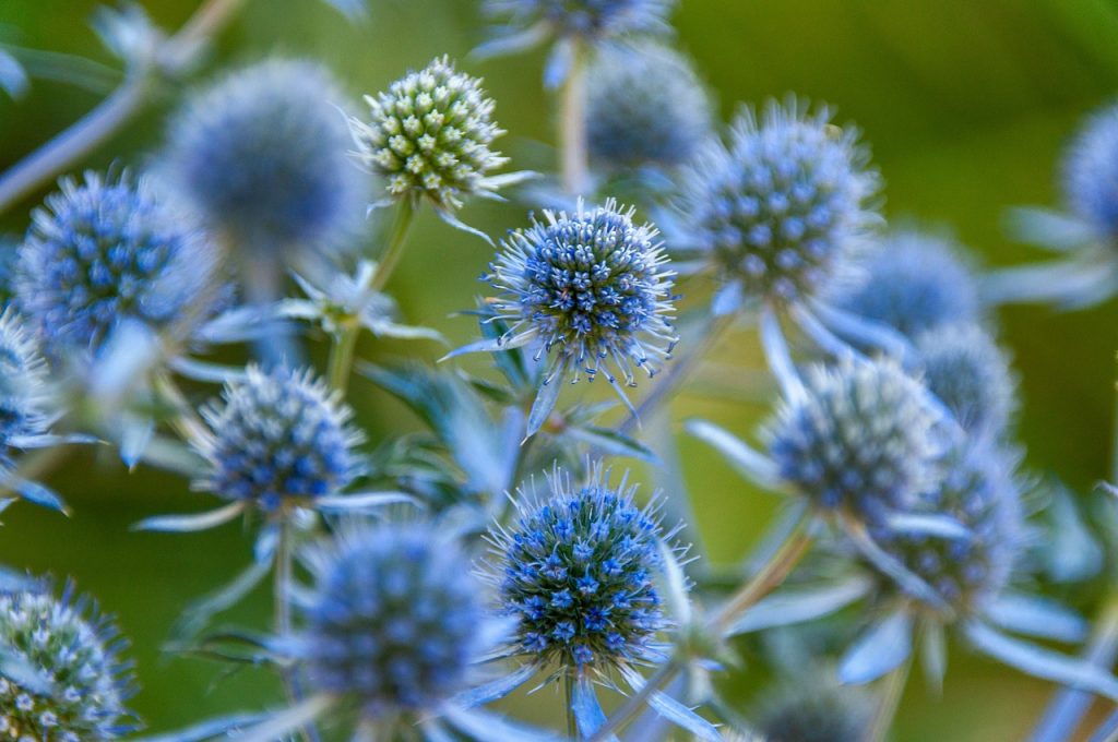 blue thistle